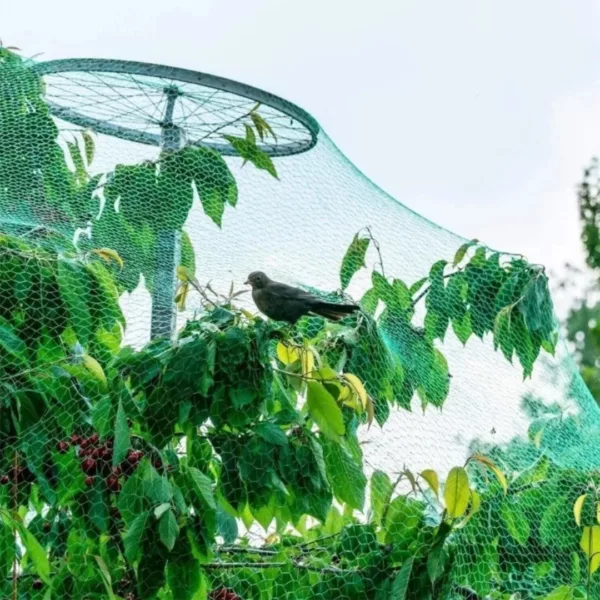 Filet de protection arbres contre oiseaux – Image 5