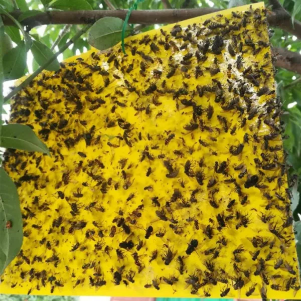 Attrape mouches naturel sans produit chimique – Élimine les mouches efficacement sans toxines pour un intérieur sain – Image 3