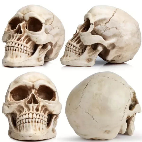 Crâne décoratif réaliste pour Halloween – accessoire effrayant en résine