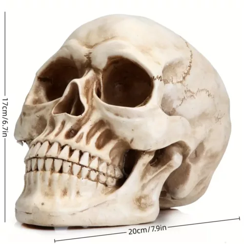 Crâne décoratif réaliste pour Halloween – accessoire effrayant en résine